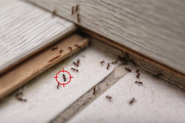 Best Wasp Removal Services  in Jamesport, NY