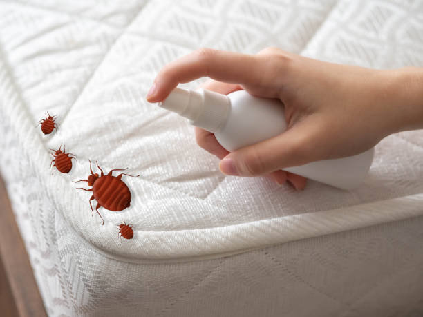 Best Bed Bug Extermination  in Jamesport, NY