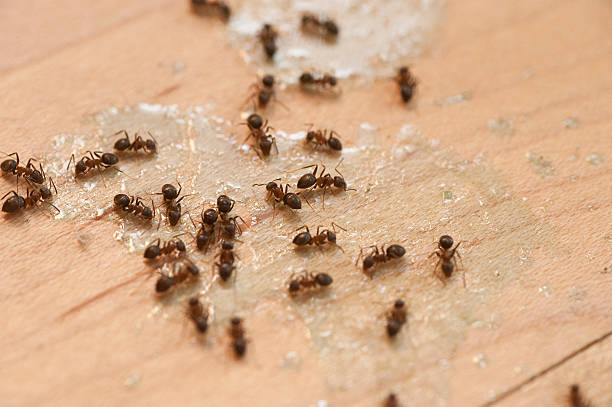 Best Residential Pest Control  in Jamesport, NY
