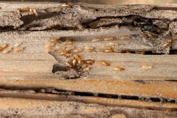 Best Insect Control  in Jamesport, NY