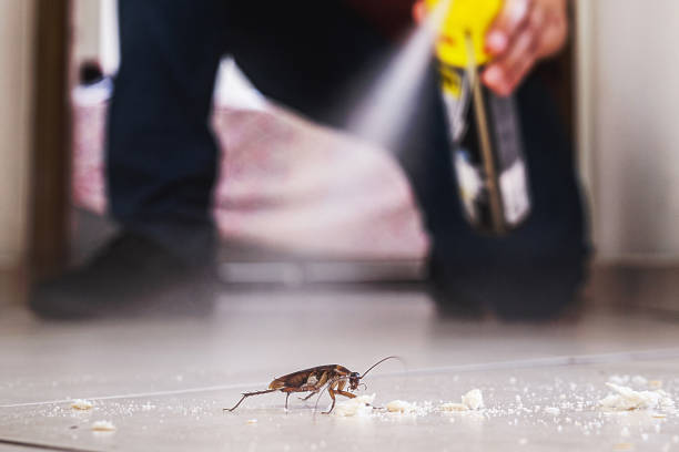 Best Flea Control Services  in Jamesport, NY